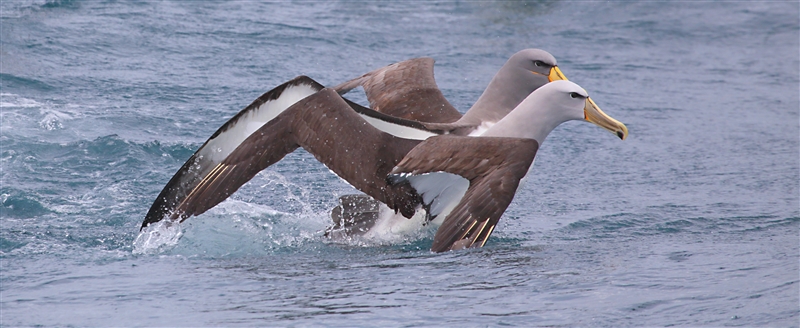 Chumming 1358 m Chatham Albatross Thalassarche eremita & Salvins Albatross Thalassarche salvini