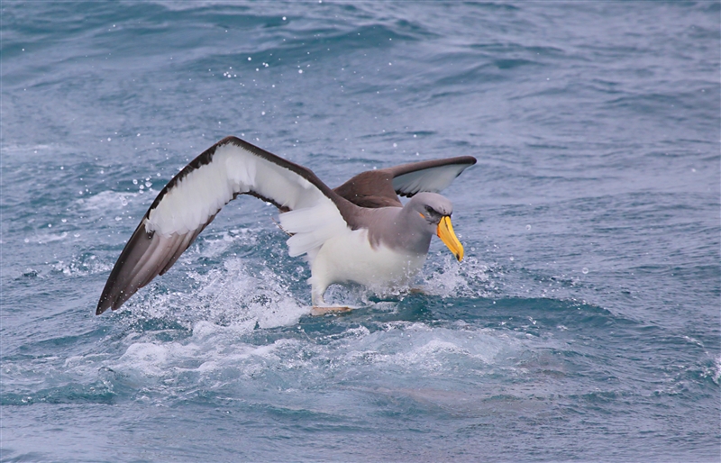 Chumming 1359 m Chatham Albatross Thalassarche eremita