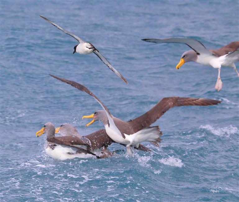 Chumming 1367 m Chatham Albatross Thalassarche eremita & Cape Petrel Daption capense