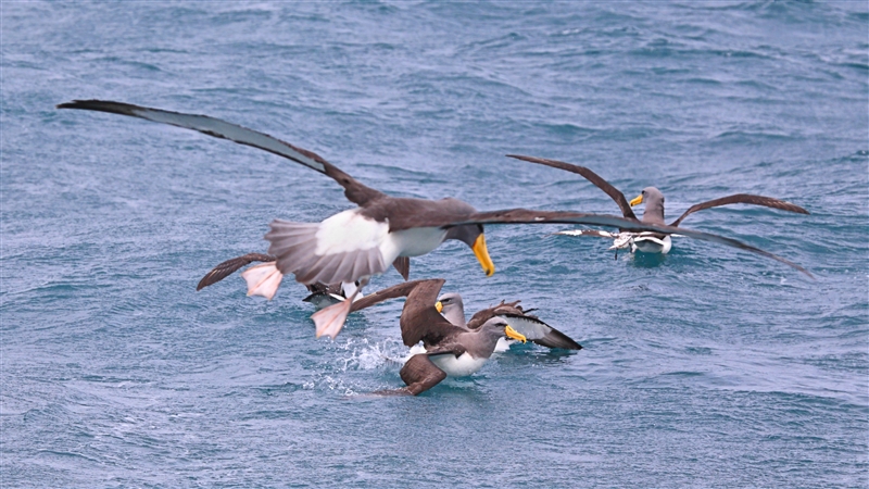 Chumming 1370 m Chatham Albatross Thalassarche eremita & Cape Petrel Daption capense