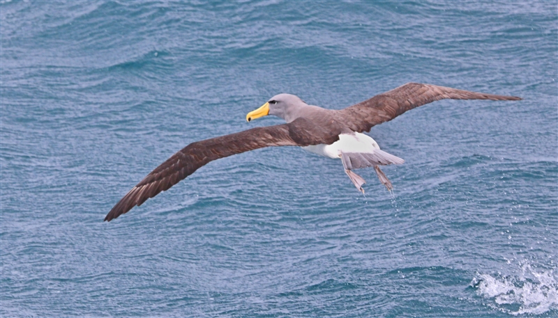 Chumming 1372 m Chatham Albatross Thalassarche eremita