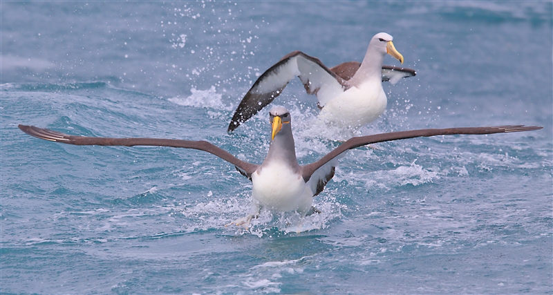 Chumming 1377 m Chatham Albatross Thalassarche eremita