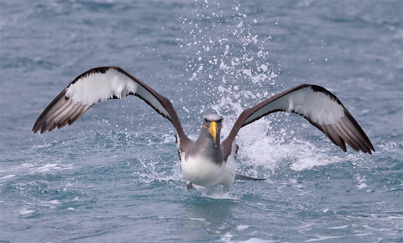 Chumming 1378 m Chatham Albatross Thalassarche eremita