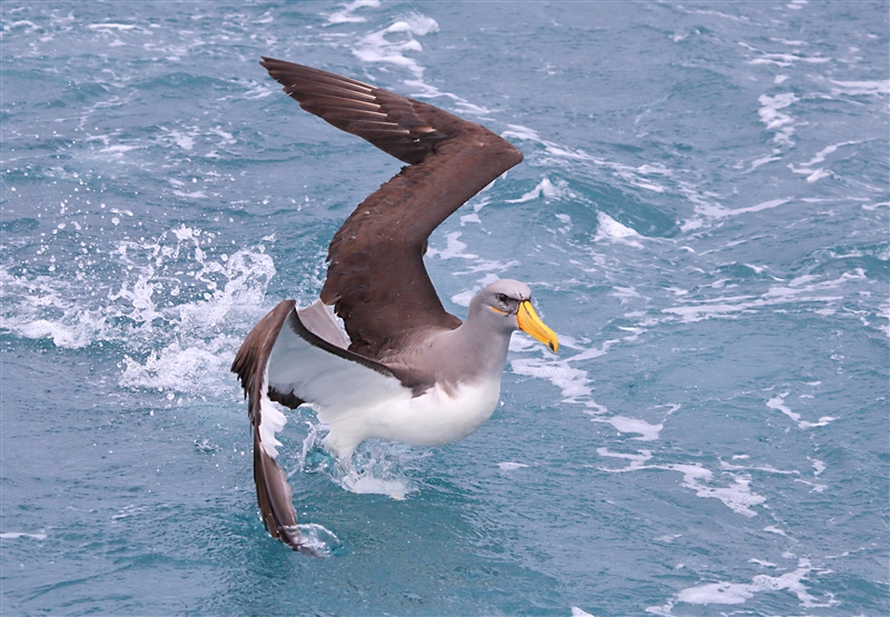 Chumming 1379 m Chatham Albatross Thalassarche eremita