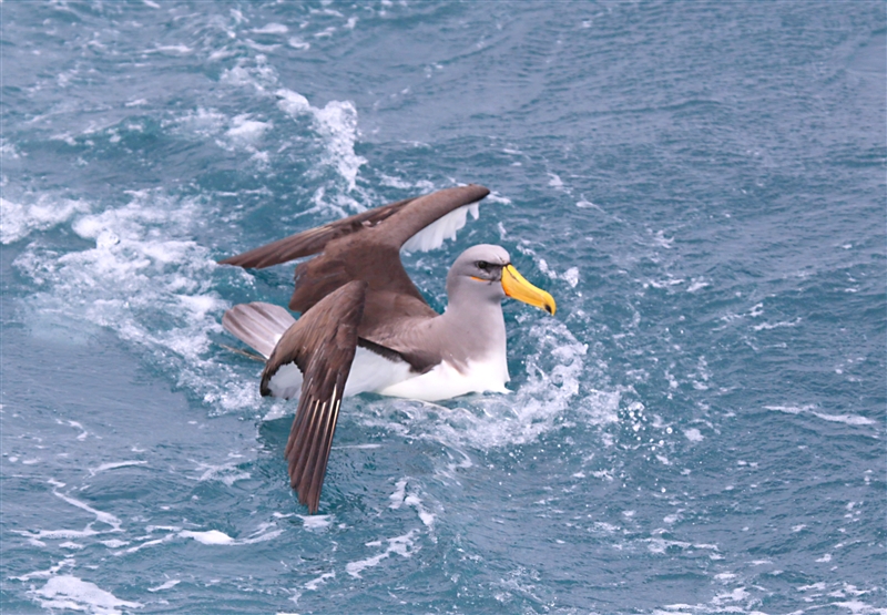 Chumming 1380 m Chatham Albatross Thalassarche eremita