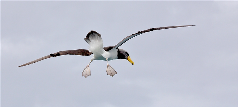 Chumming 1383 m Chatham Albatross Thalassarche eremita