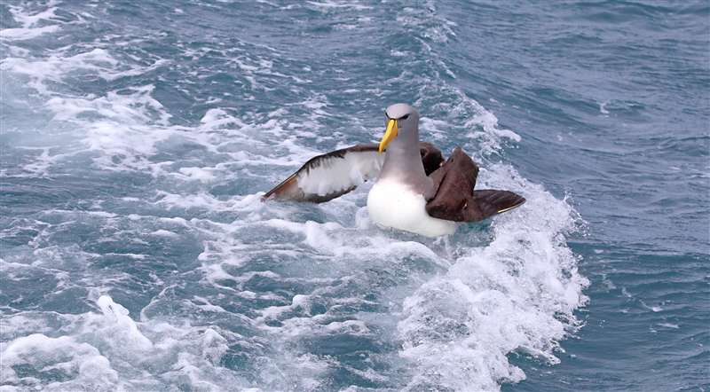 Chumming 1395 m Chatham Albatross Thalassarche eremita