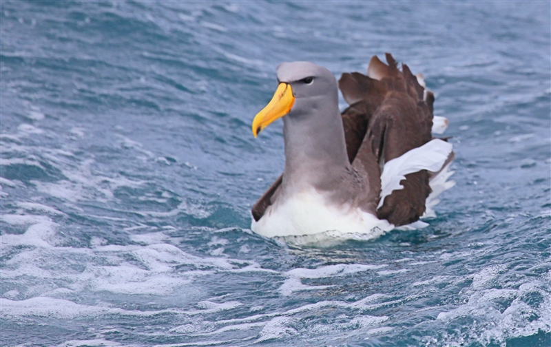 Chumming 1413 m Chatham Albatross Thalassarche eremita