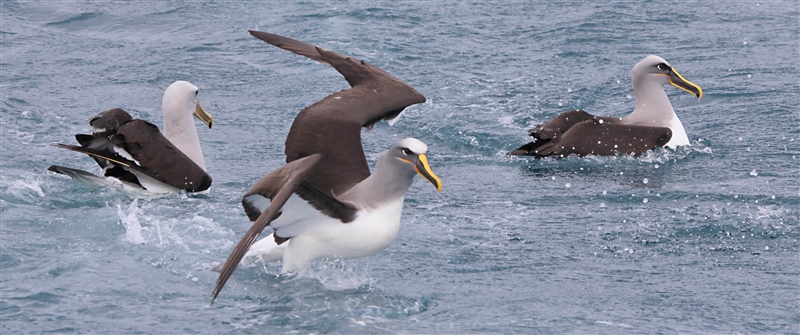 Chumming 1415 m Bullers Albatross Thalassarche bulleri