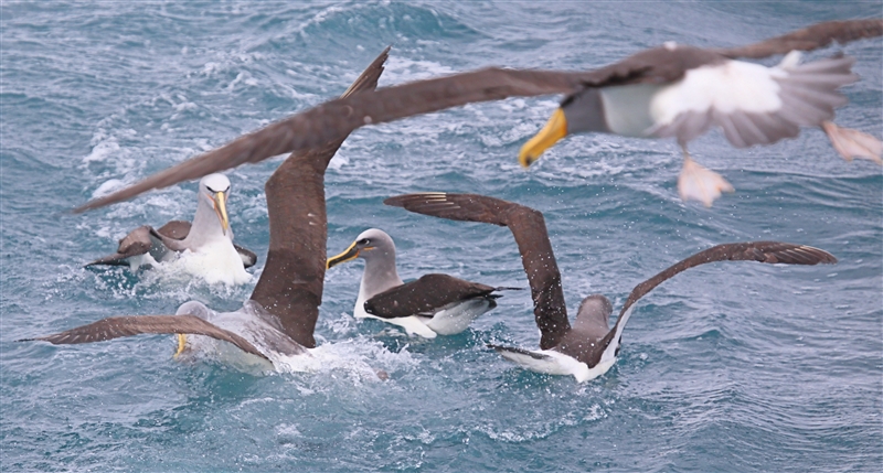 Chumming 1422 m Bullers Albatross Thalassarche bulleri & Chatham Albatross Thalassarche eremita