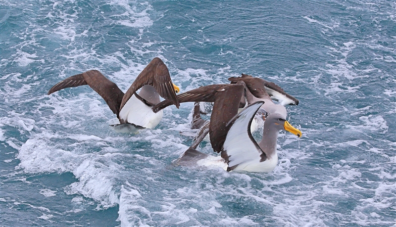 Chumming 1431 m Chatham Albatross Thalassarche eremita