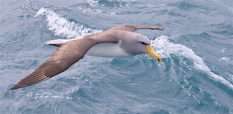 Chumming 1533 m Chatham Albatross Thalassarche eremita