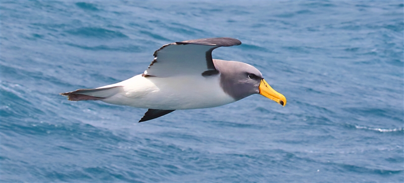 Chumming 1550 m Chatham Albatross Thalassarche eremita