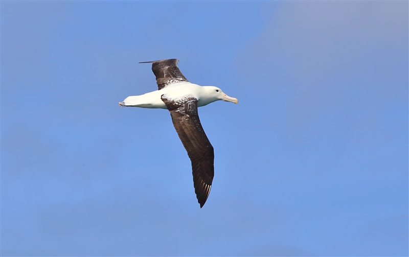 Chumming 1579 m Northern Royal Albatross Diomedea sanfordi Diomedea epomophora