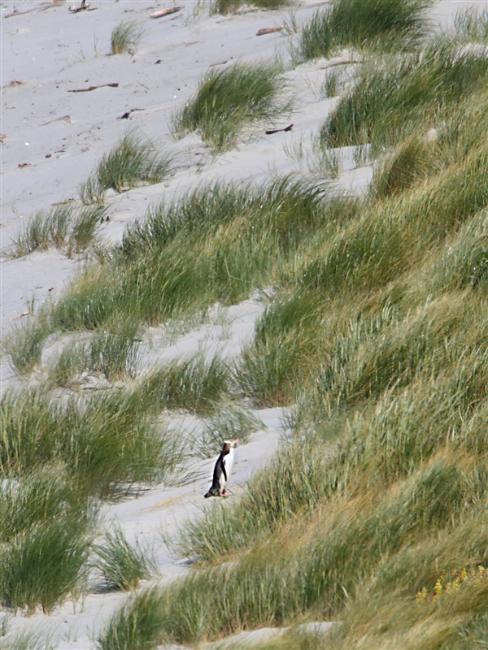 Dunedin OtagoPeninsular 1600 m Yellow Eyed Penguin Megadyptes antipodes