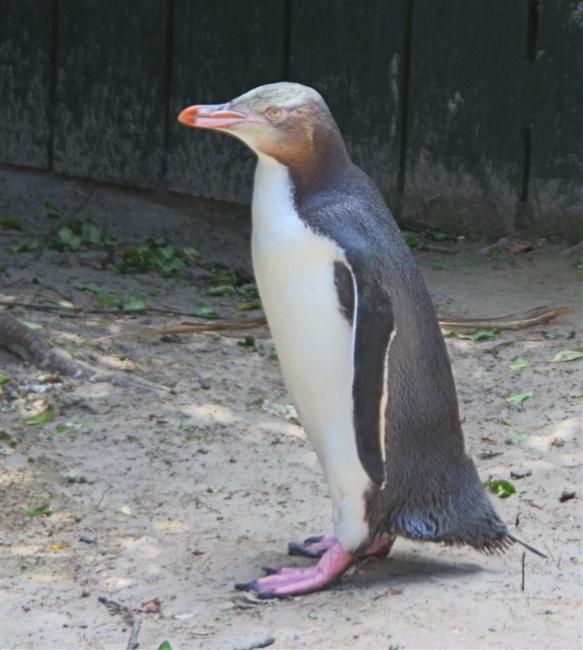 Dunedin OtagoPeninsular 2571 m Yellow Eyed Penguin Megadyptes antipodes Juvenile
