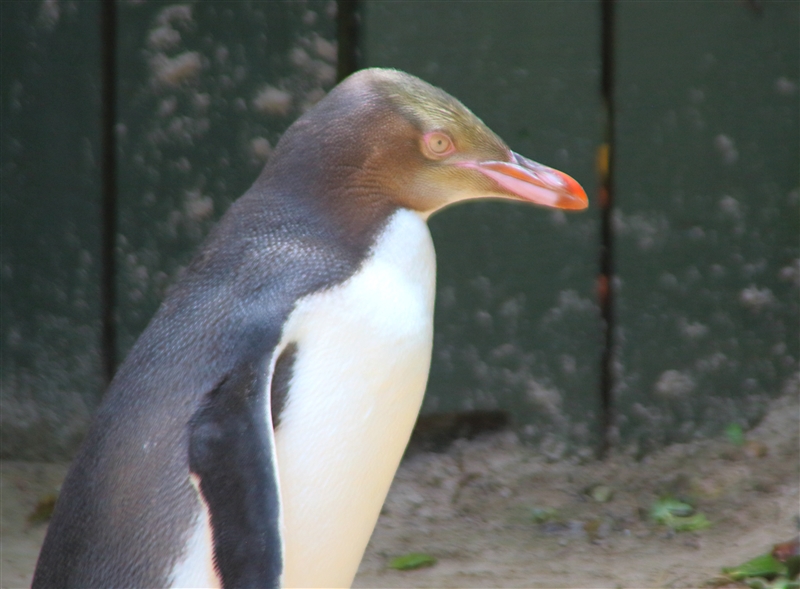 Dunedin OtagoPeninsular 2572 m Yellow Eyed Penguin Megadyptes antipodes Juvenile
