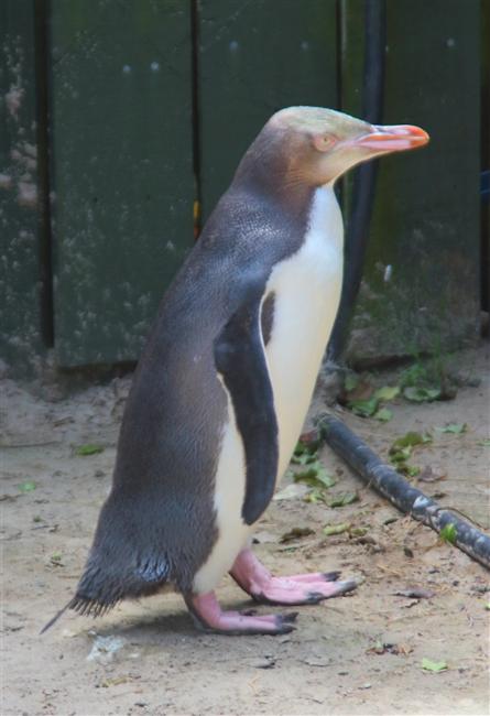 Dunedin OtagoPeninsular 2573 m Yellow Eyed Penguin Megadyptes antipodes Juvenile