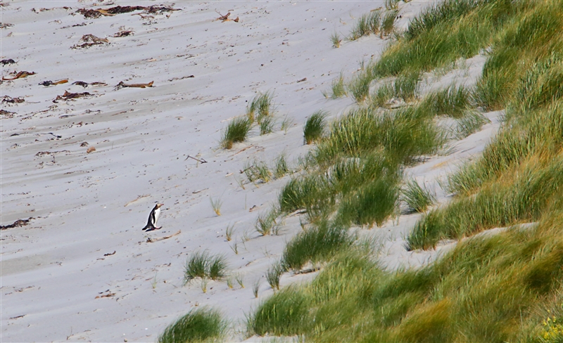 Dunedin OtagoPeninsular  1593 m Yellow Eyed Penguin Megadyptes antipodes
