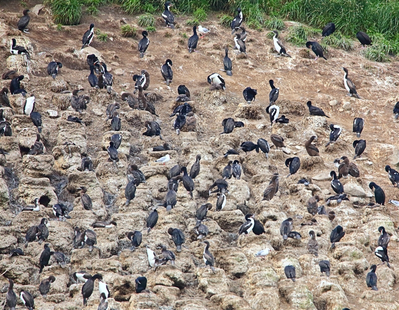 Dunedin OtagoPeninsular  1633 m Otago Shag Leucocarbo chalconotus