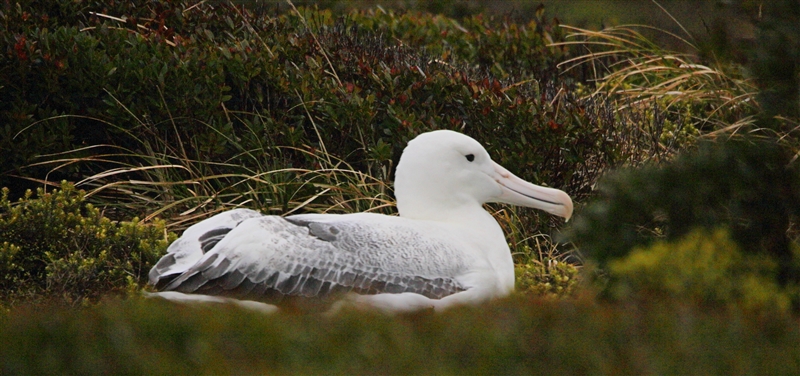 Enderby 0237 m Southern Royal Albatross Diomedea epomophora