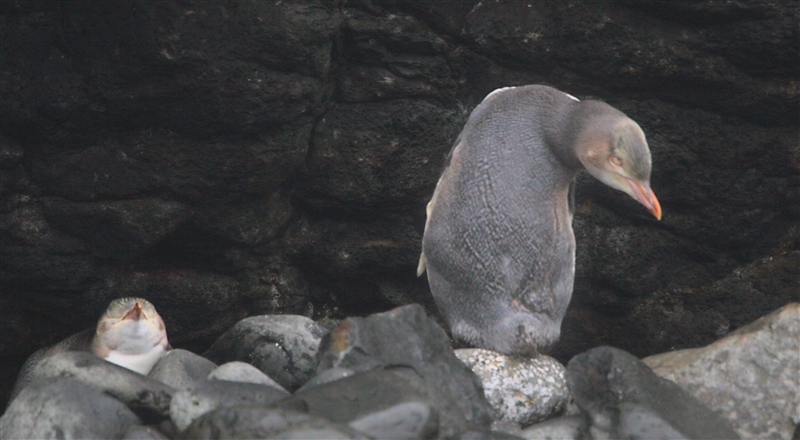 Enderby 0242 m Yellow Eyed Penguin Megadyptes antipodes noisy