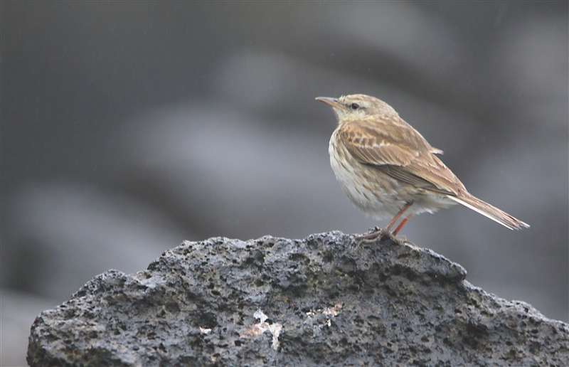 Enderby 0251 m Aukland Pipit Anthus novaeseelandiae