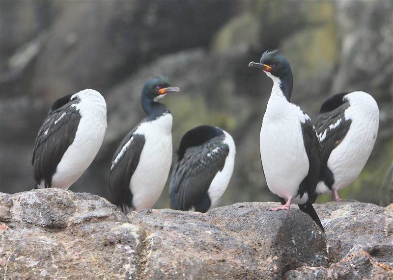 Enderby 0255 m Auckland shag Leucocarbo colensoi