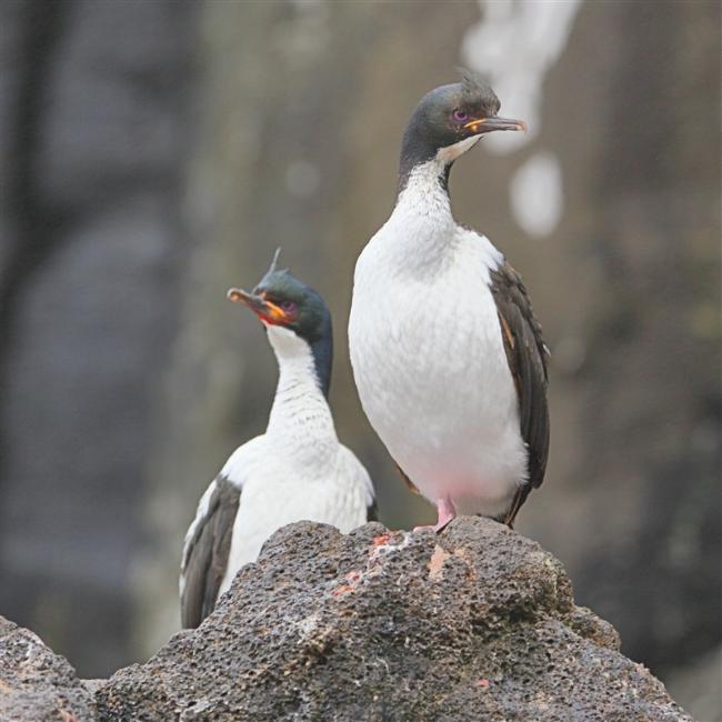 Enderby 0258 m Auckland shag Leucocarbo colensoi