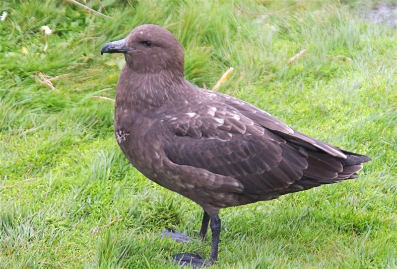 Enderby 2241 m Antarctic Skua Stercorarius maccormicki noisy