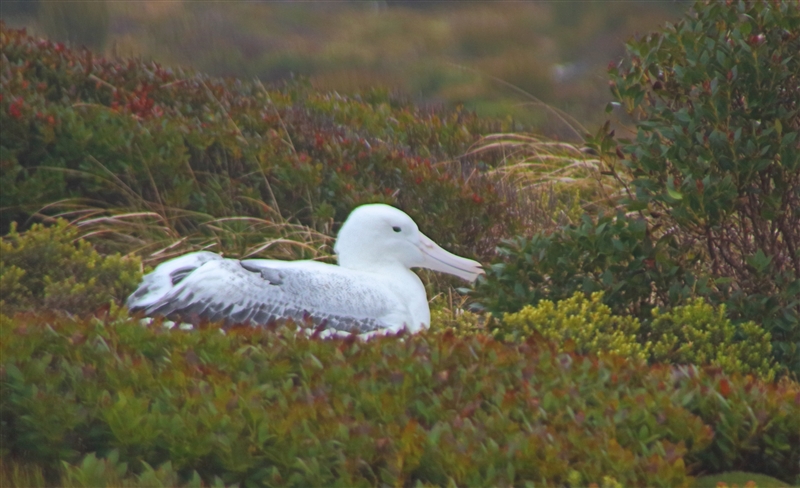 Enderby 2254 m Southern Royal Albatross Diomedea epomophora