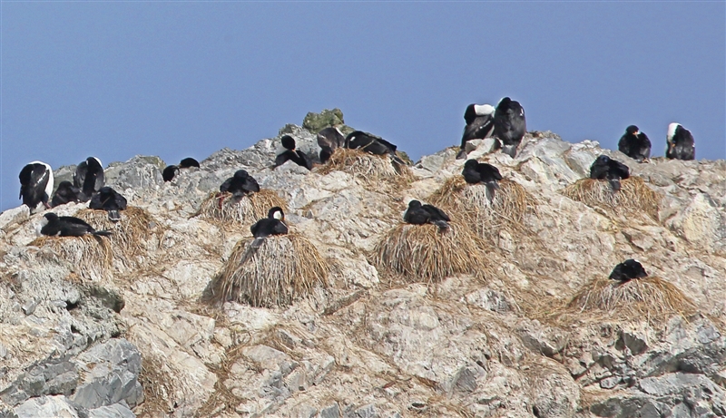 Macquarie Island 0332 m Macquarie Shags Leucocarbo purpurascens