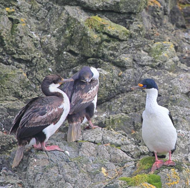 Macquarie Island 0338 m Macquarie Shags Leucocarbo purpurascens