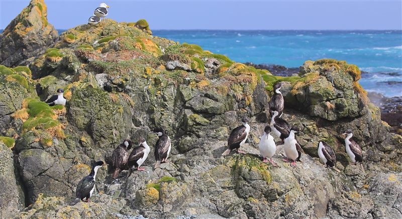 Macquarie Island 0340 m Macquarie Shags Leucocarbo purpurascens & Kelp Gulls