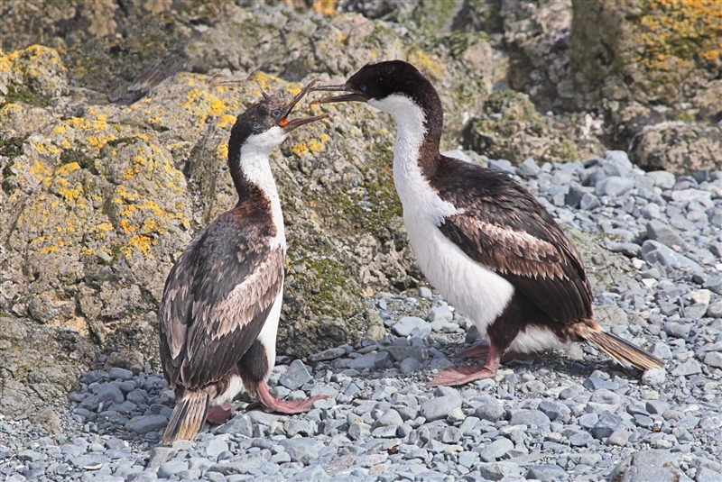 Macquarie Island 0341 m Macquarie Shags Leucocarbo purpurascens