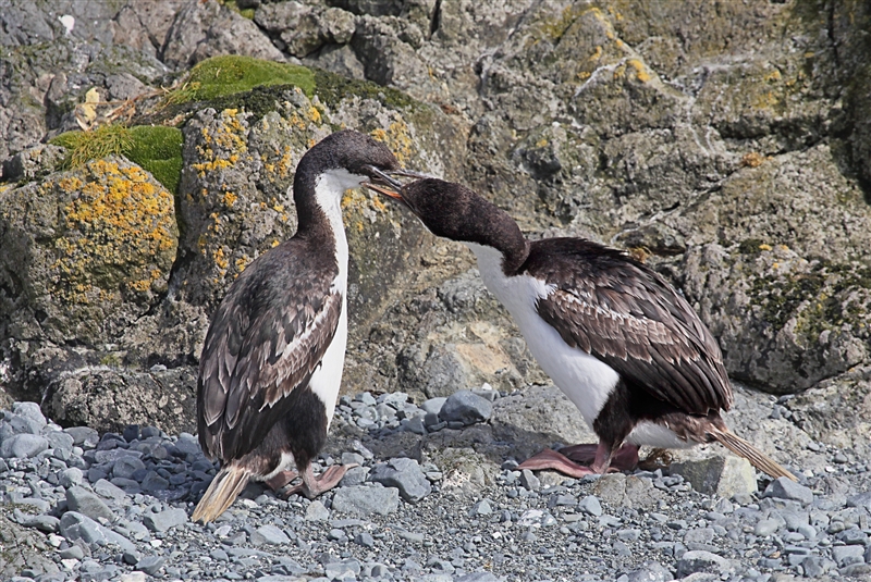 Macquarie Island 0344 m Macquarie Shags Leucocarbo purpurascens