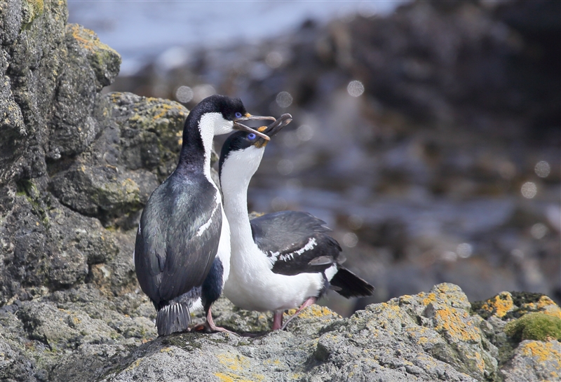 Macquarie Island 0355 m Macquarie Shags Leucocarbo purpurascens