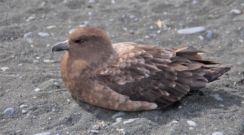 Macquarie Island 0364 m Antarctic Skua Stercorarius maccormicki