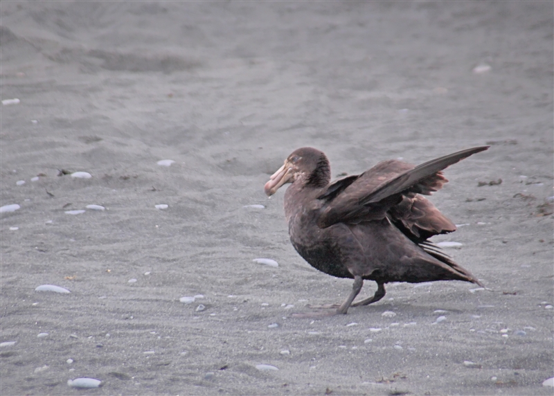 Macquarie Island 0390 m Southern Giant Petrel Macronectes giganteus