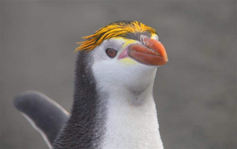 Macquarie Island 0400 m Royal Penguins Eudyptes schlegeli