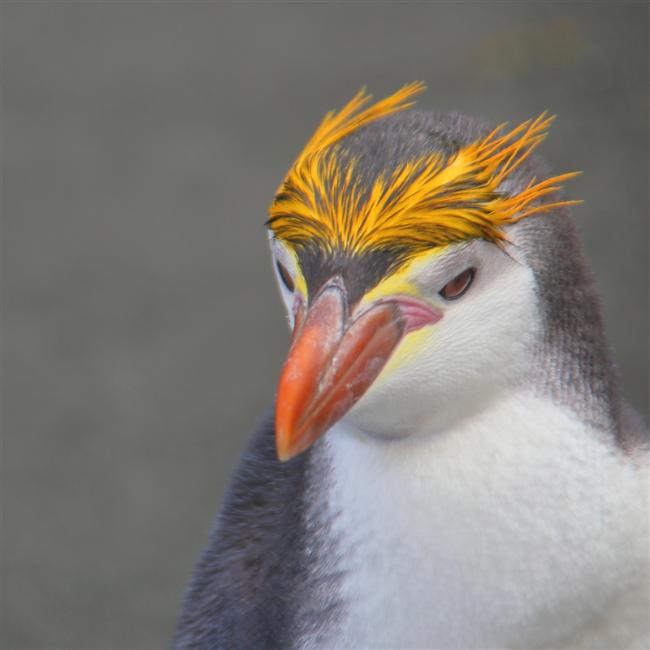 Macquarie Island 0401 m Royal Penguins Eudyptes schlegeli