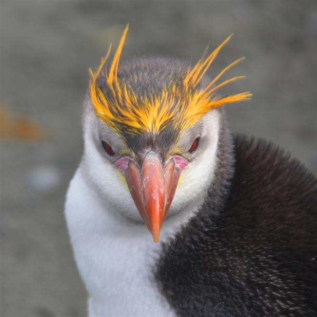 Macquarie Island 0402 m Royal Penguins Eudyptes schlegeli