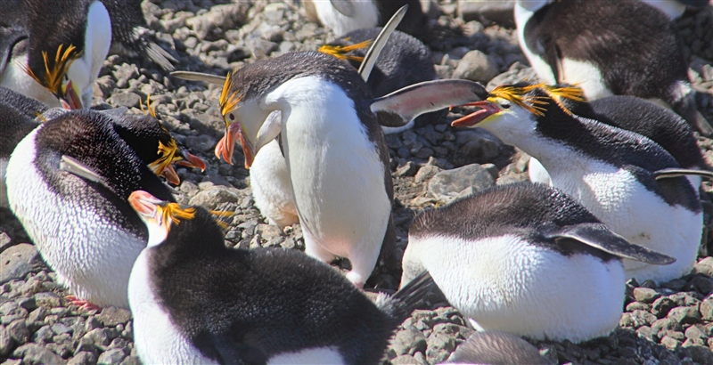 Macquarie Island 0435 m Royal Penguins Eudyptes schlegeli