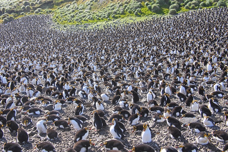 Macquarie Island 0436 m Royal Penguins Eudyptes schlegeli