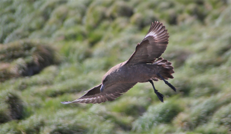 Macquarie Island 0448 m Antarctic Skua Stercorarius maccormicki