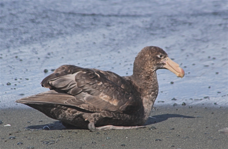 Macquarie Island 0462 m Southern Giant Petrel  Macronectes giganteus