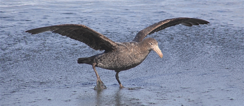 Macquarie Island 0463 m Southern Giant Petrel  Macronectes giganteus