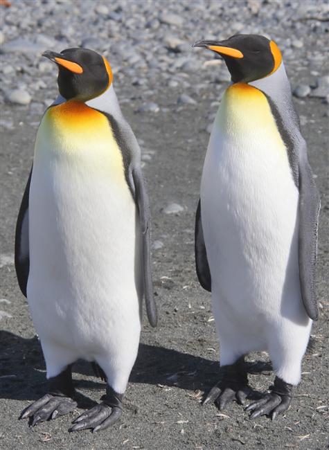 Macquarie Island 0503 m King Penguins Aptenodytes patagonicus