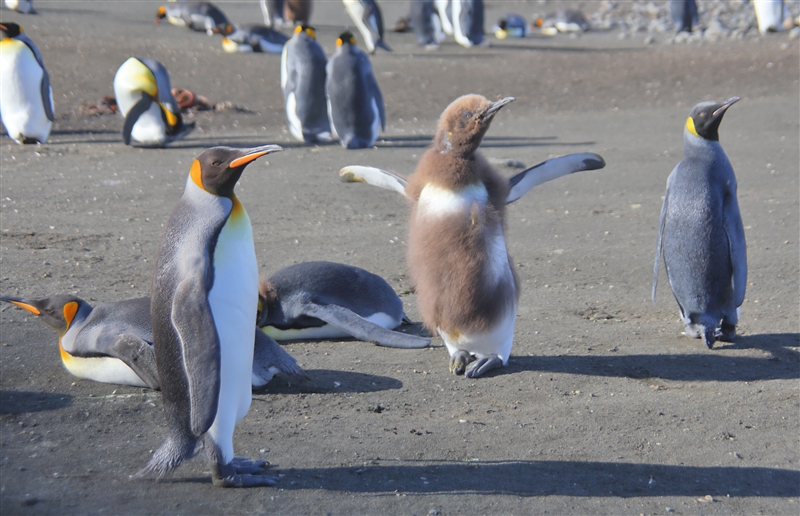 Macquarie Island 0549 m King Penguins Aptenodytes patagonicus Chick moulting