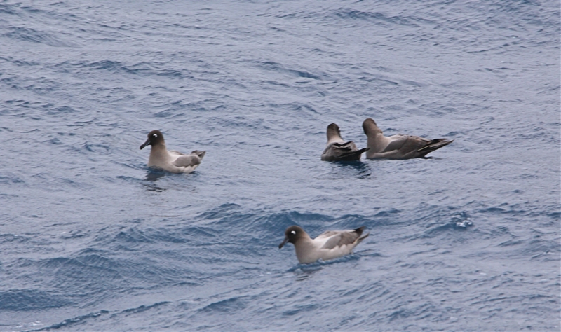 MacquarieIs  AtSea  0606 m Light Mantled Sooty Albatross Phoebetria palpebrata